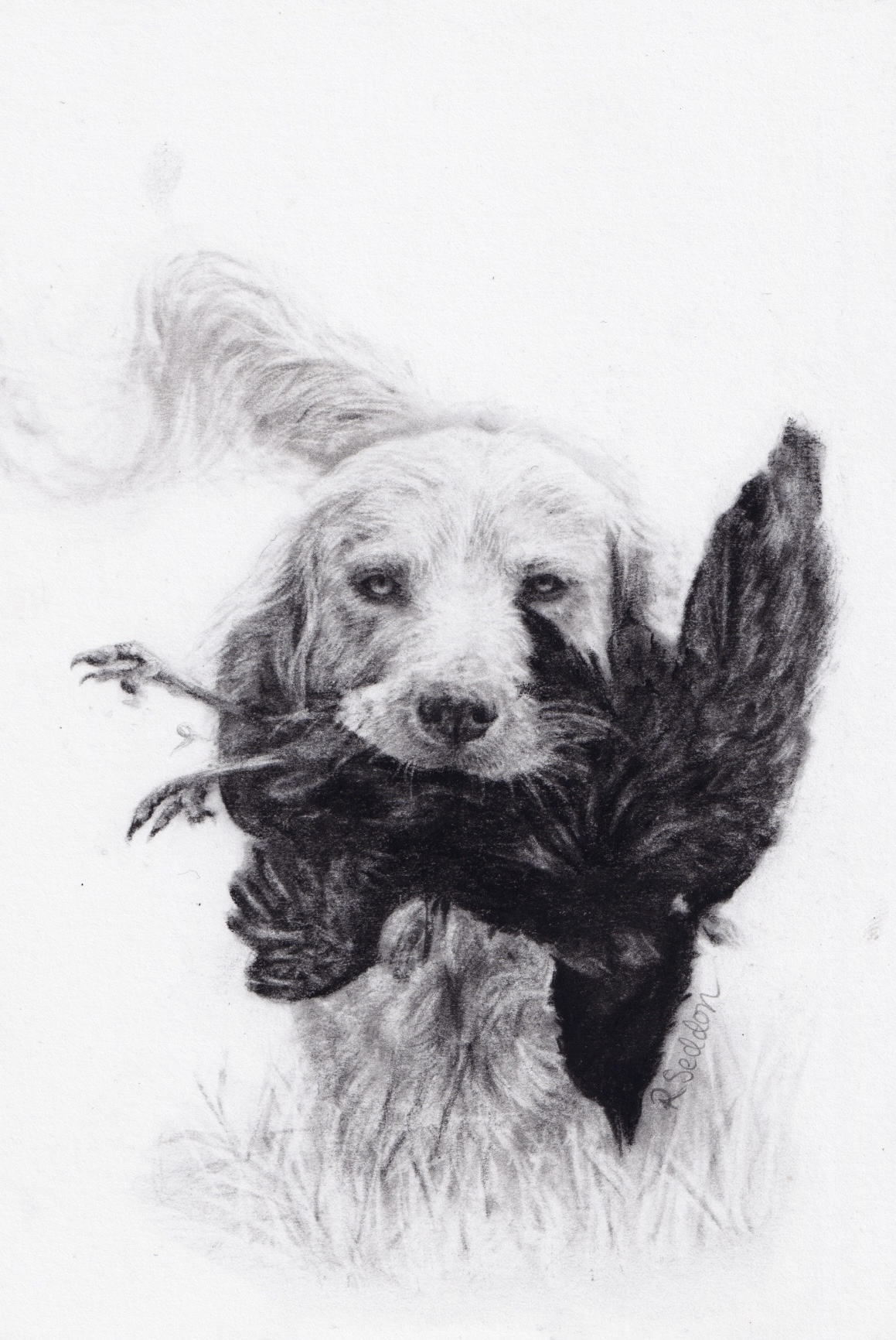 Dog